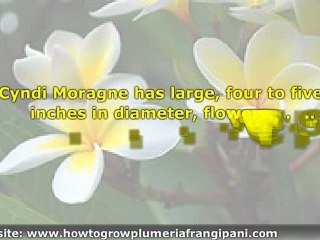 Yellow Plumeria Flowers