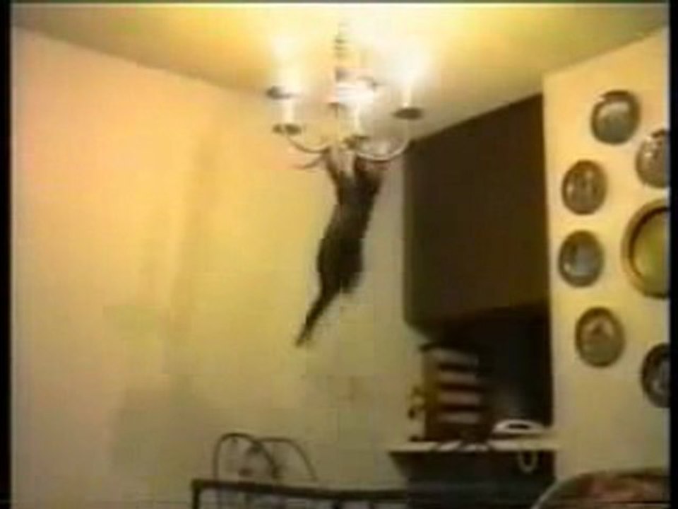 compile chat drole