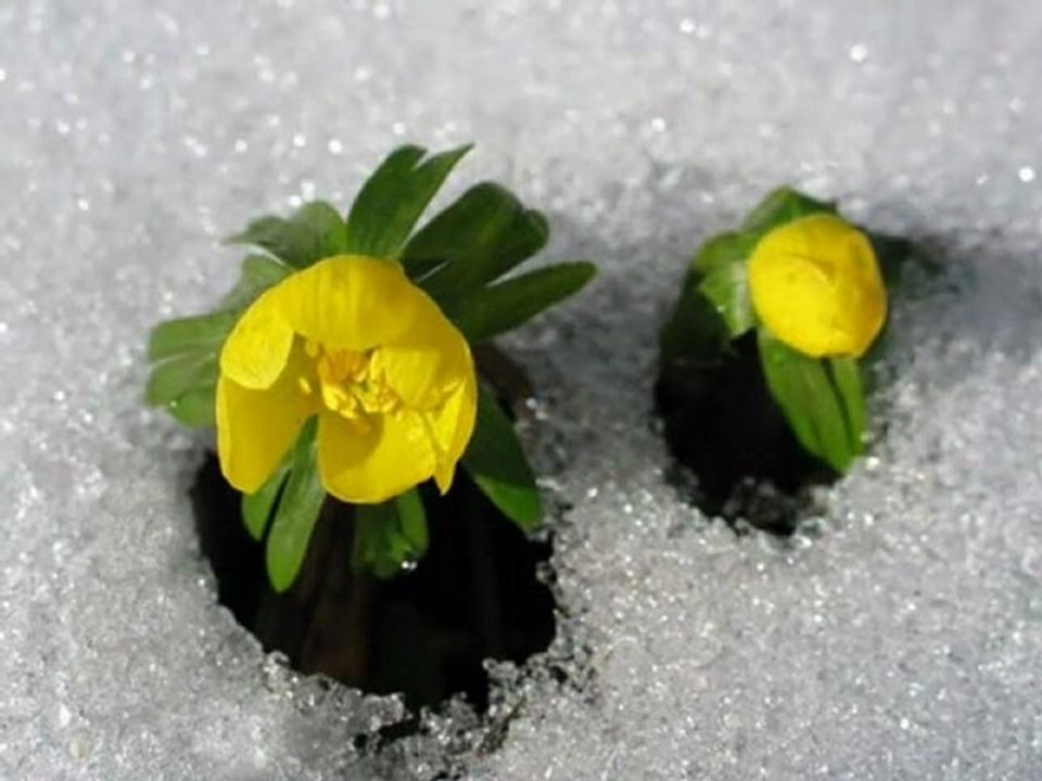 Seslinevam Seslichat Arkadaşlıgın Tek adresi ( SuSKuN-NeVa )