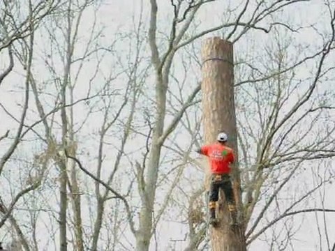 Charleston SC The Tree Expert llc pine tree removal #4