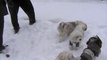 Lhasa Apsos With Dog Friends Playing In The Snow