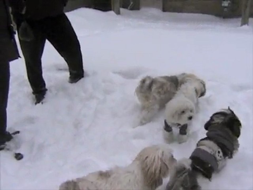 Lhasa Apsos With Dog Friends Playing In The Snow