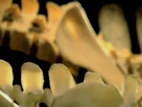 A new 'Thunder-Thighs' dinosaur discovered