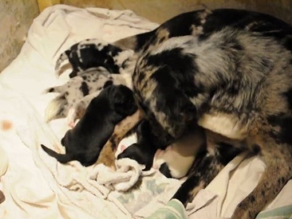 chiots de Zora