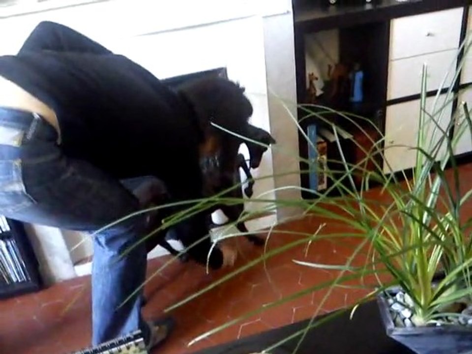 notre chatte qui parait etre un chien