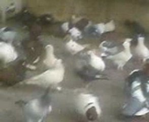 şanlıurfa han kahvesi filo güvercinleri www.guvercinurfa.com