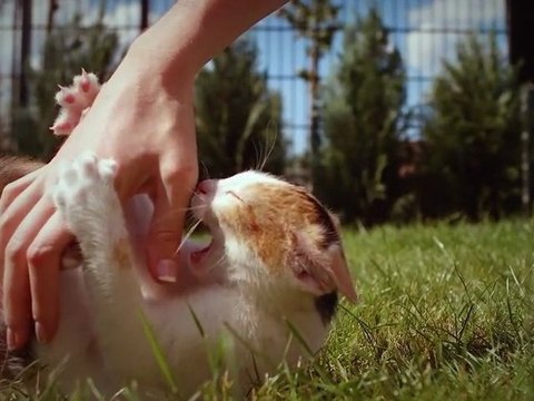 Chat chasseur au ralenti - magnifique Slow Motion
