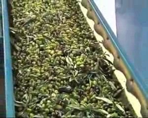 CRISI OLIVICOLTURA. Le prime risposte del Governo