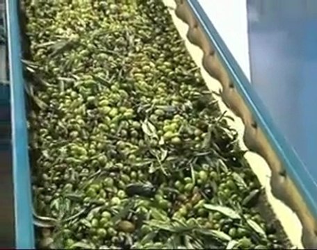 OLIVICOLTURA PUGLIA. Una risorsa che puo' generare ricchezza