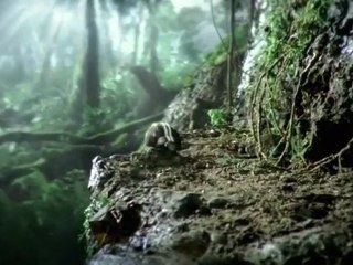 Volkswagen Black Beetle