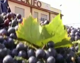 VENDEMMIA 2008. Ultimi giorni, tempo di bilanci