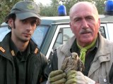 ANDRIA. Un falco salvato dalle Guardie Federiciane