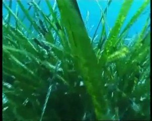 Biologia marina - AMICA9 informa