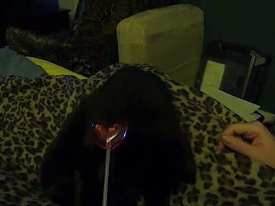 Marty and the lollipop