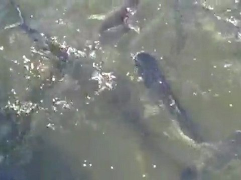 Fish Feeding Frenzy in Bangkok