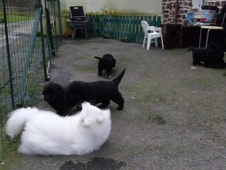 Nos bébés Terre Neuve et Suri... elle va trop vite pour eux!