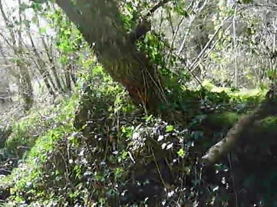 detecteur de metaux remane2