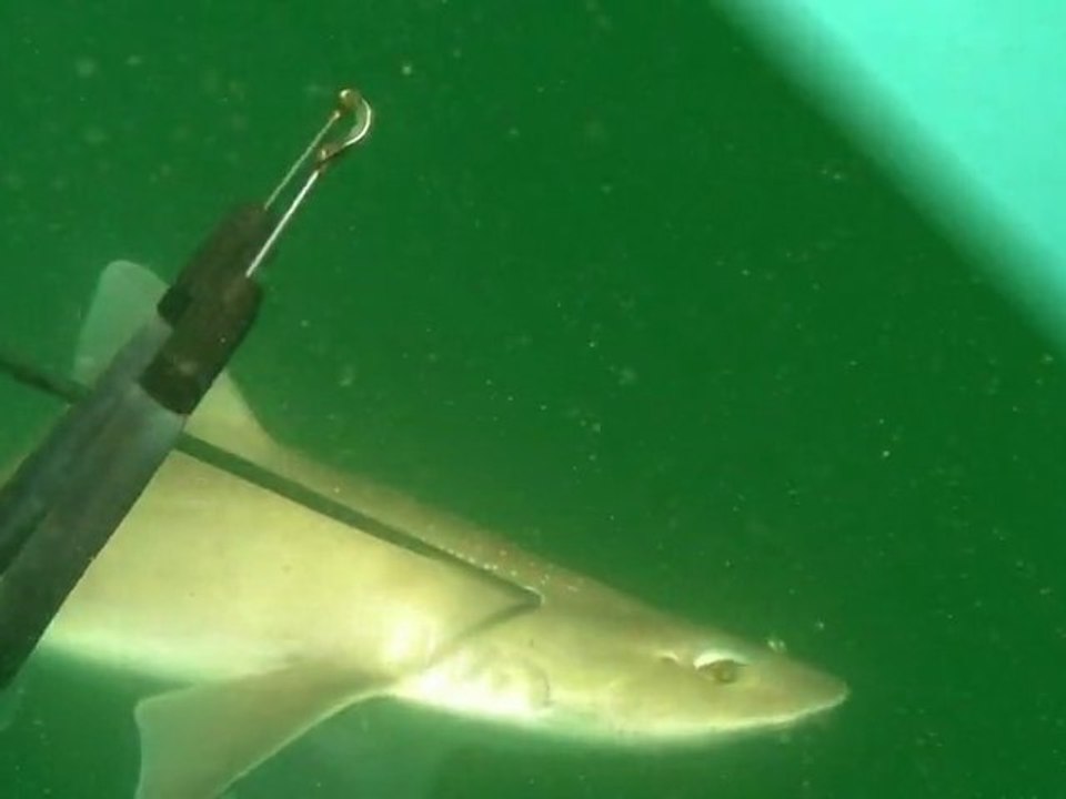 2010vidéo
