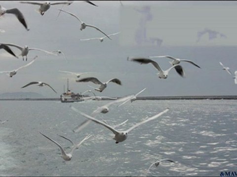 Suzan Kardeş (Bir Kızıl Goncaya Benzer Dudağın)