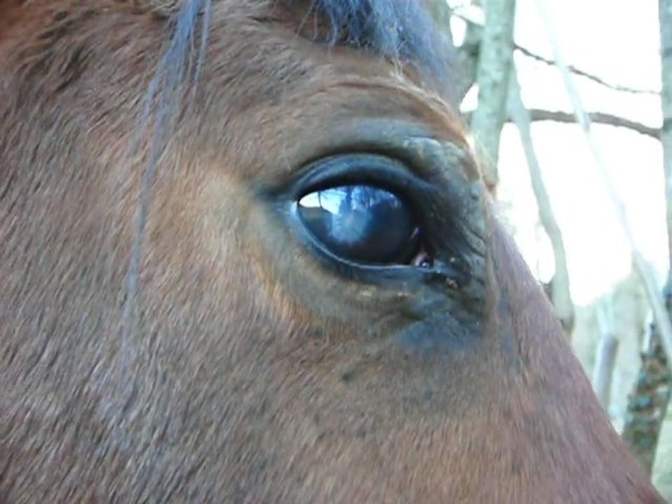 oeil Qaouali le 18 février 2011