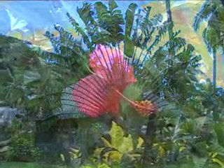 fleurs tahitienne a huahine