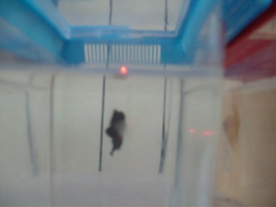 Parades des bettas avec Praline