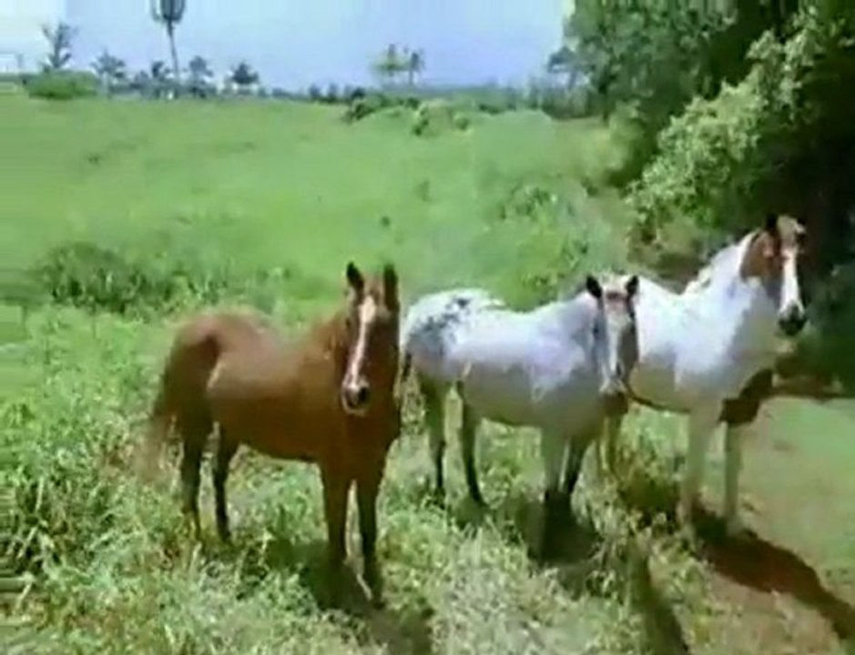 Win a trip to Maui to surf with Dave Kalama