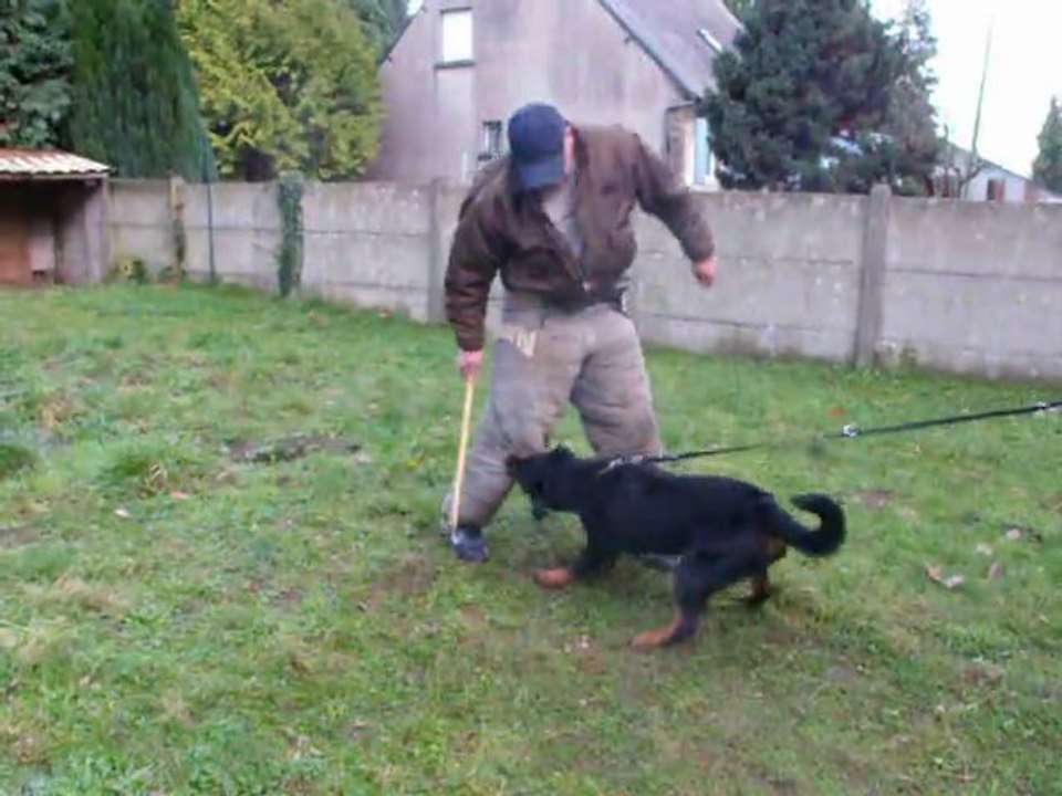 F'GAÏA 7 mois mordant