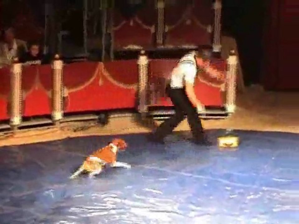 WILLY ELDENS-Dog Training-presents Art agency Valentino