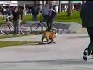 Skateboarding Dog