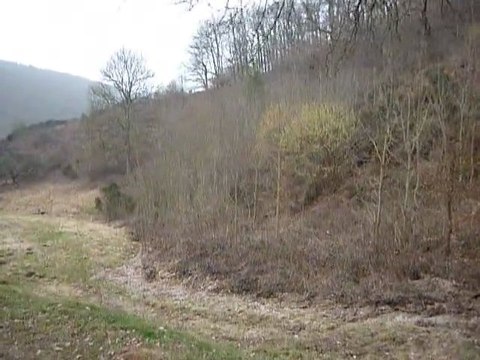 entrainement des chiens courants