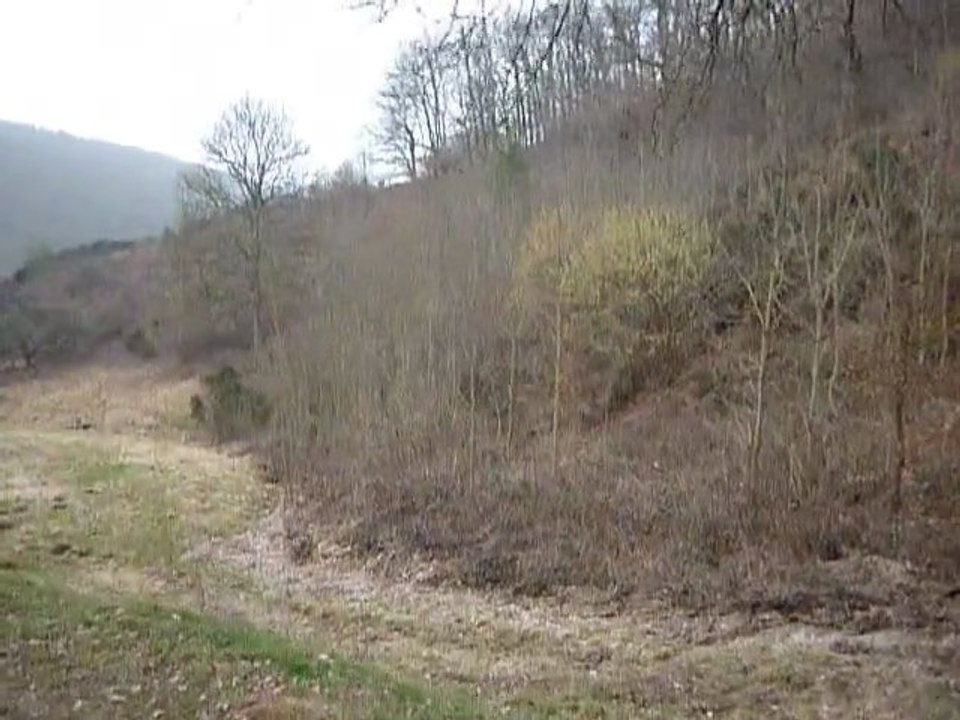 entrainement des chiens courants