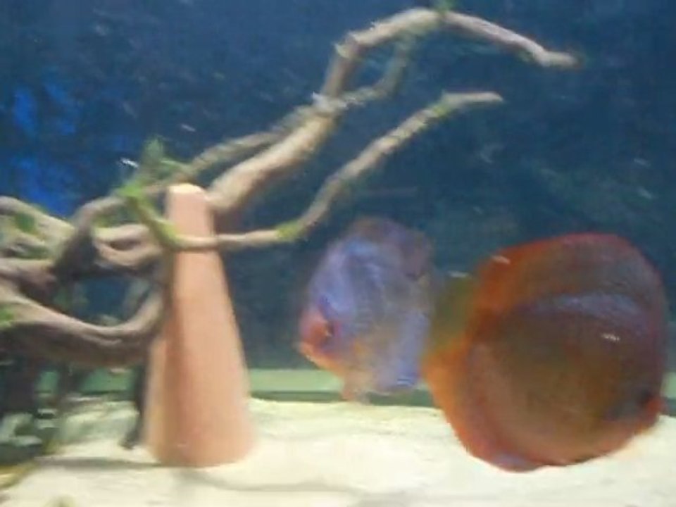 discus