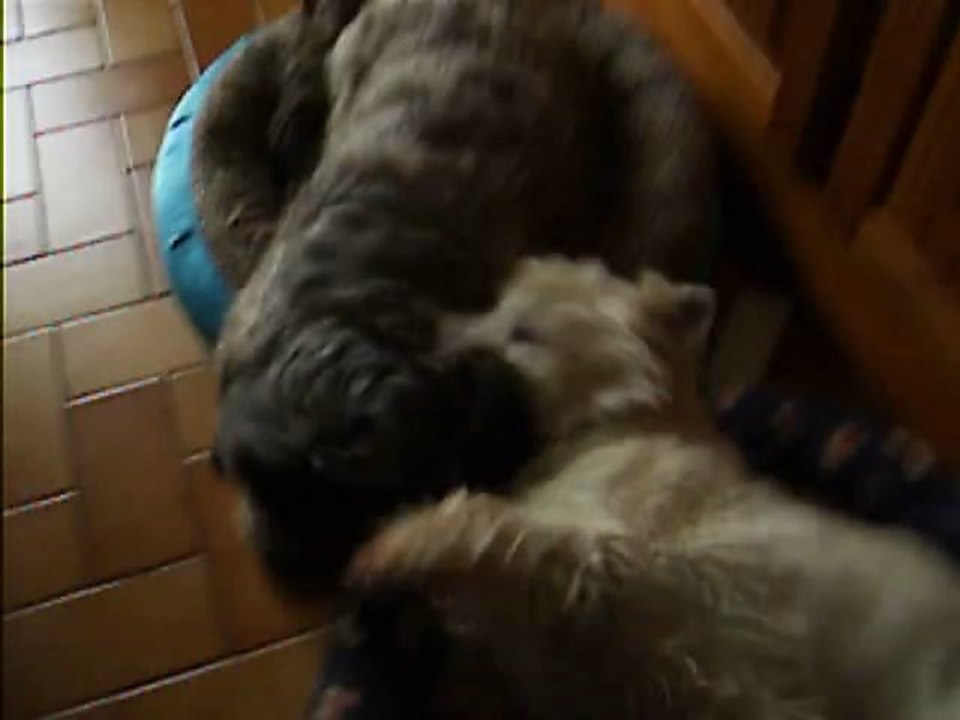 les titous