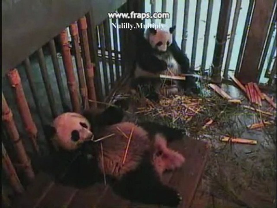 PANDA LinPing-Auld Lang Syne[1]28.12.10