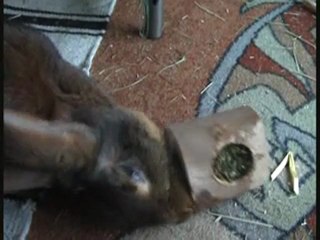 Gracie und Konsorten Teil 2 (sind 2 nicht 3 Teile!