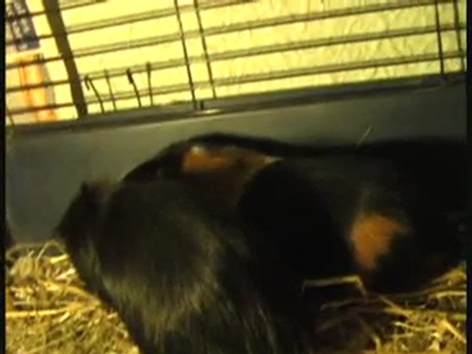 Momo und Compagnero 2011