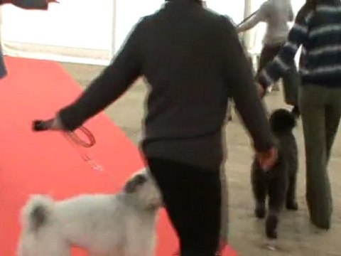 Pumis 1er tour de présentation BOURGES 2011