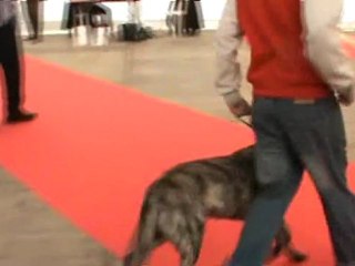 Denett allures BOURGES 2011