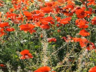 Comme un Chant de Coquelicots