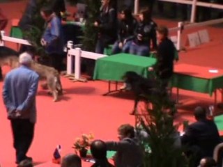 Ring d'honneur jeunes groupe 1 BOURGES 2011