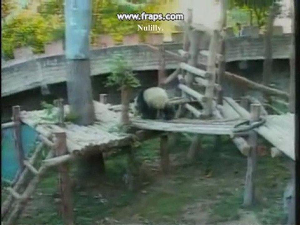 PANDA LinPing-Auld Lang Syne[3]28.12.10