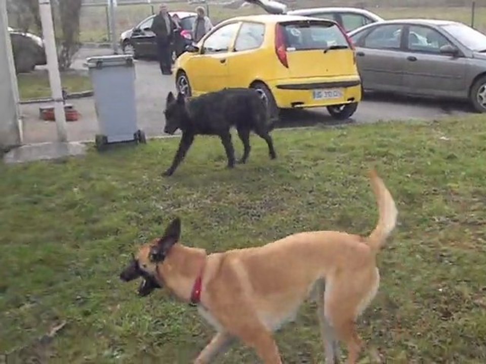 Jackpot (BHPL) et Dixie (BBM)