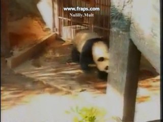 PANDA LinPing-Auld Lang Syne[4]28.12.10