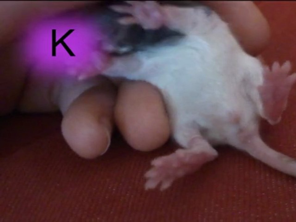 K