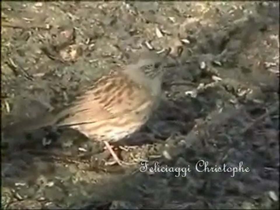 2 minutes avec l'accenteur mouchet