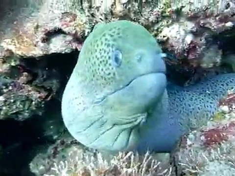 Scuba Diving Phuket - Moray Eel - Koh Weo - Merlin Divers Phuket