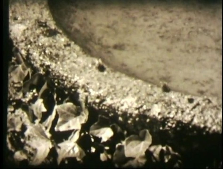 Biene Obst und Honig 1951