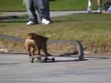 Skateboarding Dogs