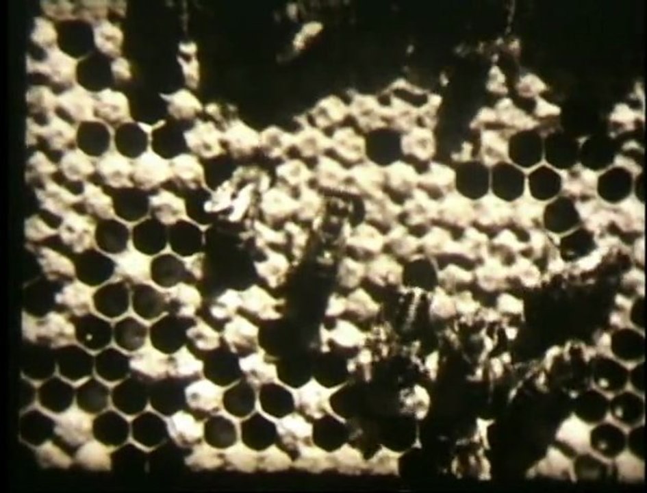 Biene, Obst und Honig - 1951